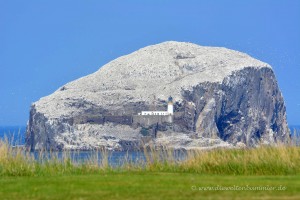 Vogelinsel Bass Rock