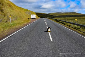 Pingu überquerte auch den 60. Breitengrad