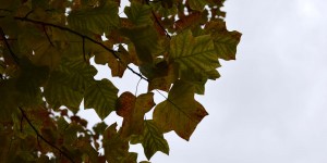 Blätter eines Tulpenbaums