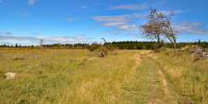 Wandern im Hohen Venn