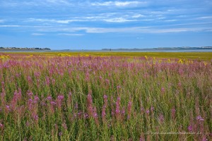 Pflanzenpracht auf Holy Island