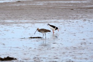 Großer Brachvogel und Austernfischer