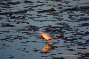 Möwe im Watt