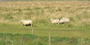 Schafe unterwegs