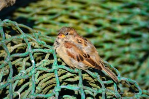 Spatz auf Fischernetz