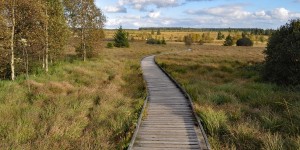 Wandern im Hohen Venn