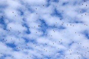 Viele Möwen am Himmel