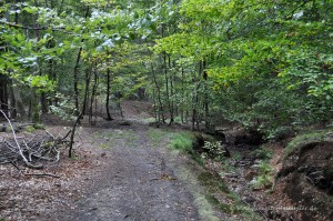 Waldweg