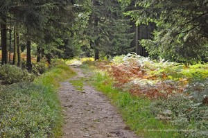 Waldweg im Venn