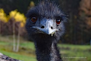 Emu am Galileopark