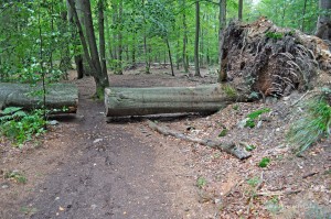 Zersägter Baum