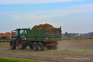 Zwiebelernte in Ostfriesland