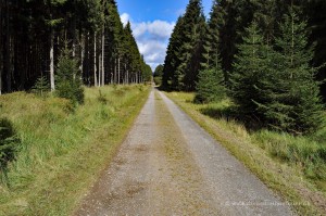 Waldweg im Venn