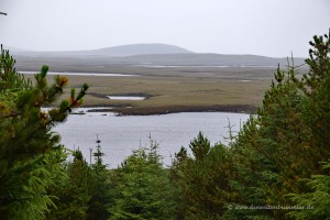 Blick aus Langass Woodland hinaus