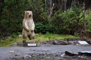 Hercules der Grizzlybär