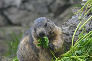 Eingesperrtes Tier im Murmeltierpark