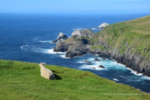 Entspanntes Schaf auf den Shetland-Inseln
