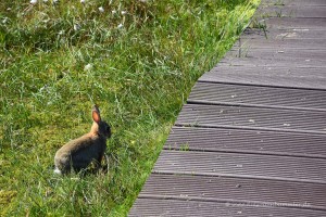 Hase am Holzsteg