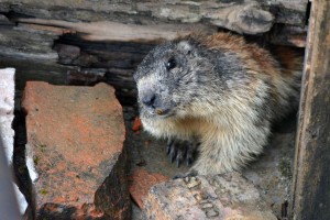 Murmeltier am Stilfser Joch