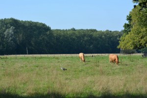 Landidylle in Nordkirchen