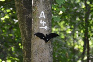 Wegbeschilderung in Form einer Fledermaus