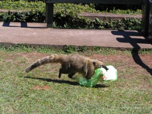 Nasenbär mit Beute