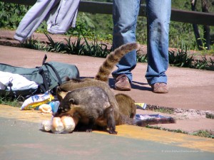Nasenbären überfallen Touristen