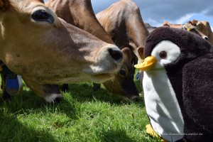 Pingu mit Kuh
