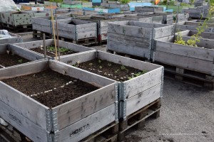 Gemeinschaftsgarten am Eisberg