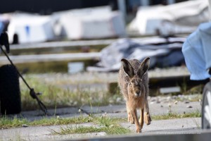 Hase im Hafen