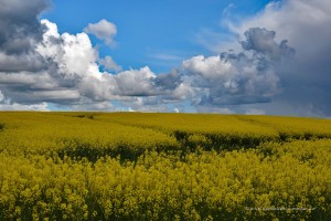 Rapsfeld in Dänemark