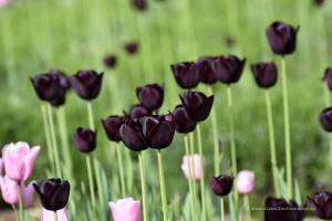 Dunkle Tulpen im Mollepark