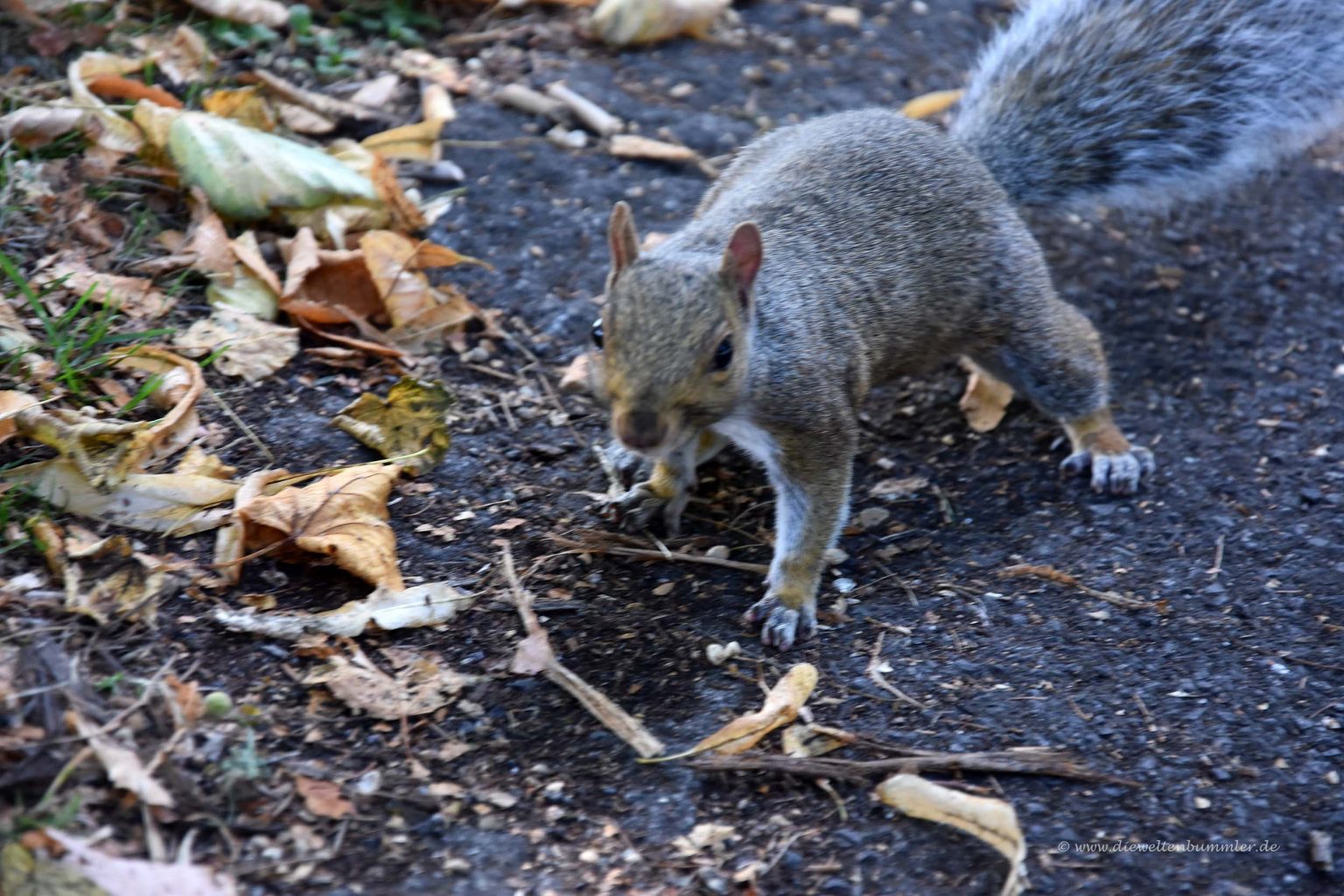 Squirrel in Southampton