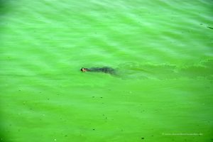 Schildkröte im See