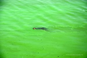 Schildkröte im See