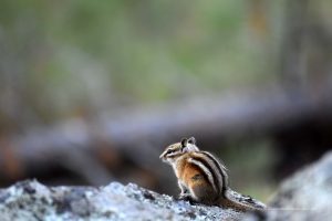 Chipmunk