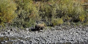 Grizzylbär vor dem Yellowstone-Nationalpark