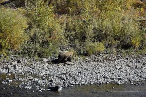 Grizzylbär vor dem Yellowstone-Nationalpark