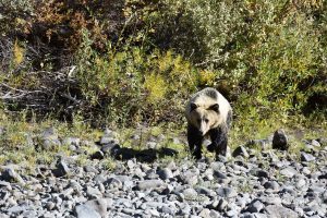 Grizzylbär vor dem Yellowstone-Nationalpark