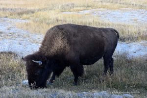 Bison