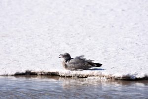 Möwe auf dem Salz