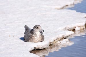 Möwe auf dem Salz