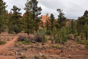 Red Canyon in Utah