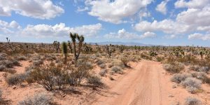 Wüste von Nevada