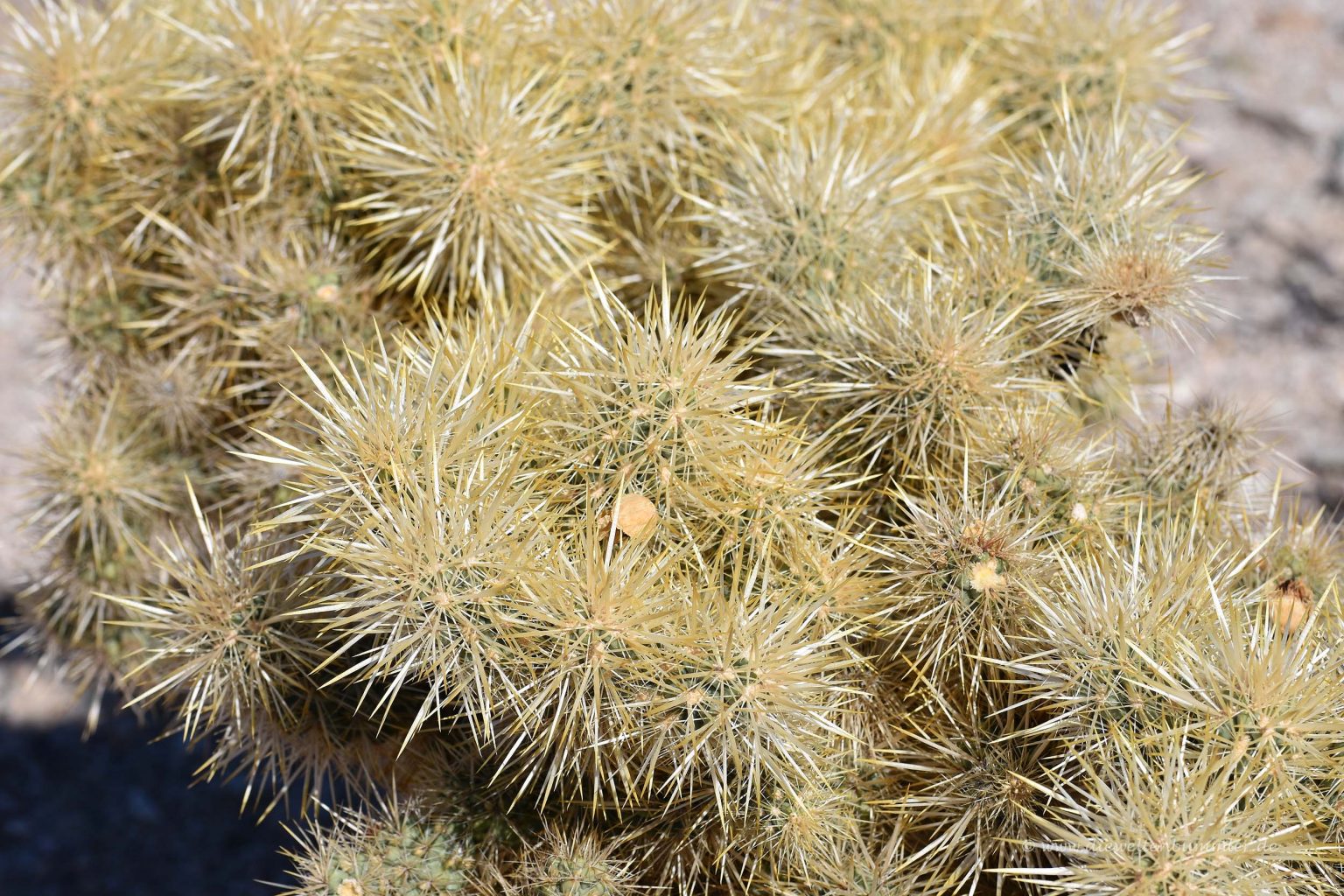 Kaktus in der Mojave-Wüste