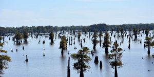 Landschaft in Louisiana