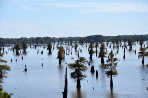 Landschaft in Louisiana
