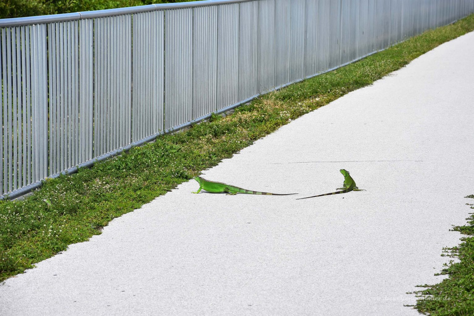 Grüner Leguan auf dem Fußweg