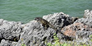 Grüner Leguan auf den Keys