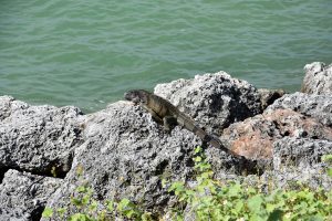 Grüner Leguan auf den Keys